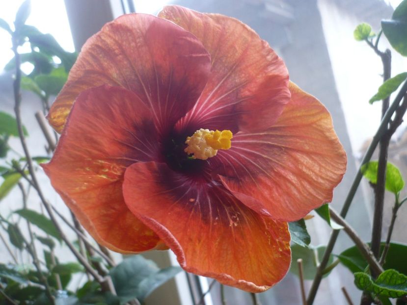 P1360586 - HIBISCUSI 2018-1