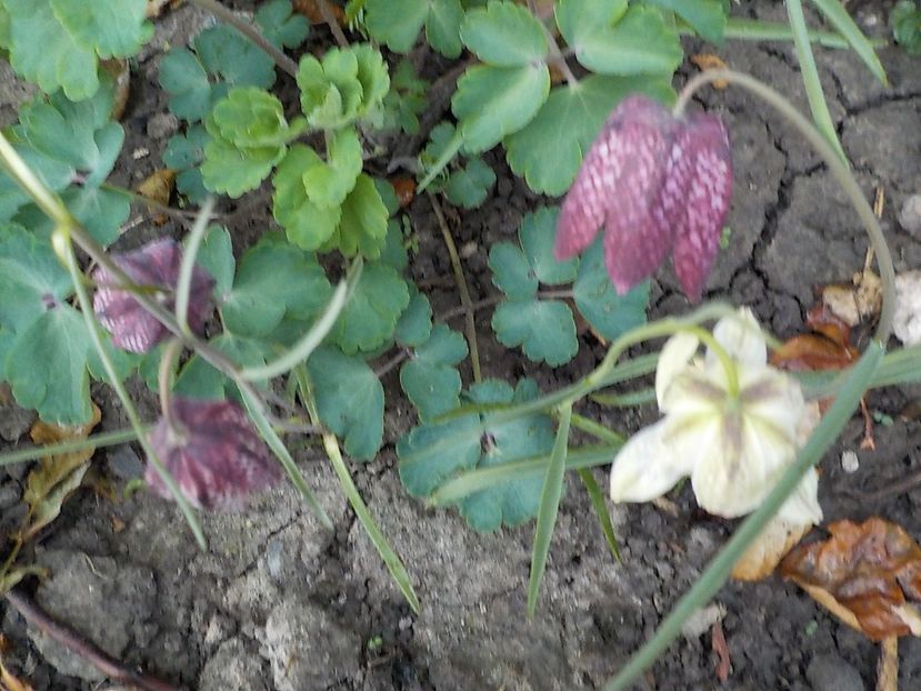  - fritillaria meleagris