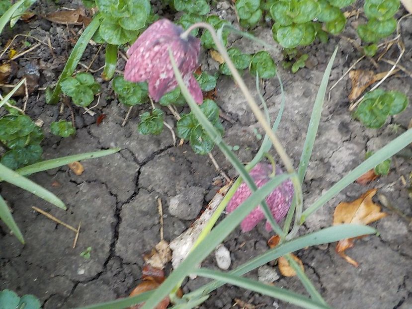  - fritillaria meleagris