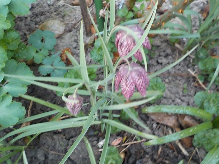  - fritillaria meleagris