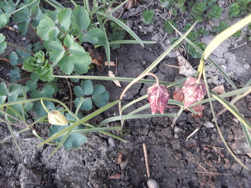 20180410_191935[1] - fritillaria meleagris