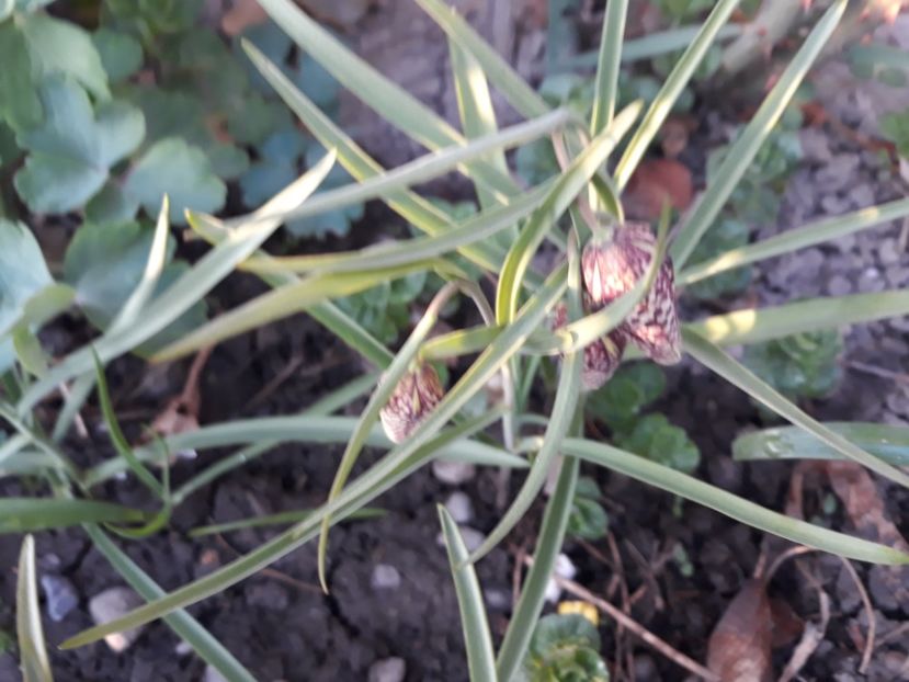 20180410_191950[1] - fritillaria meleagris