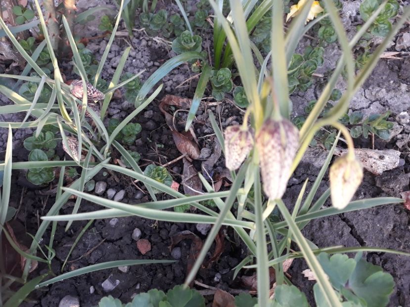 20180410_192004[1] - fritillaria meleagris