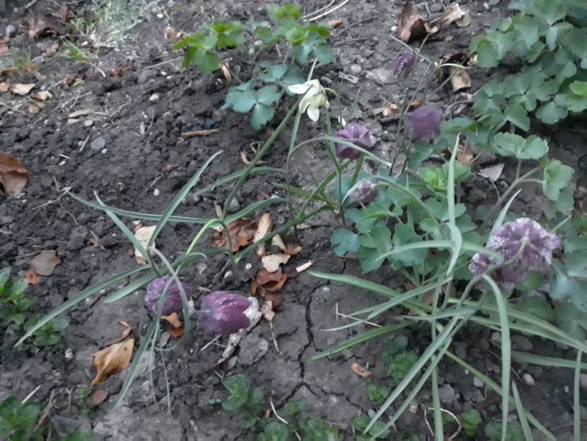 20180411_201244[1] - fritillaria meleagris