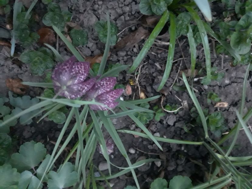 20180411_201251[1] - fritillaria meleagris