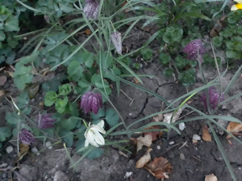 20180411_201312[1] - fritillaria meleagris