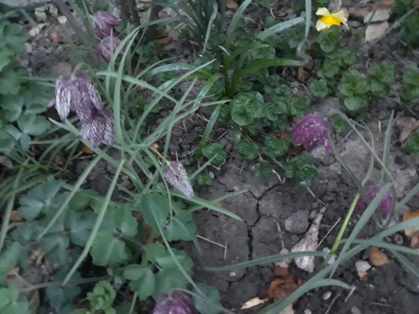 20180411_201331[1] - fritillaria meleagris