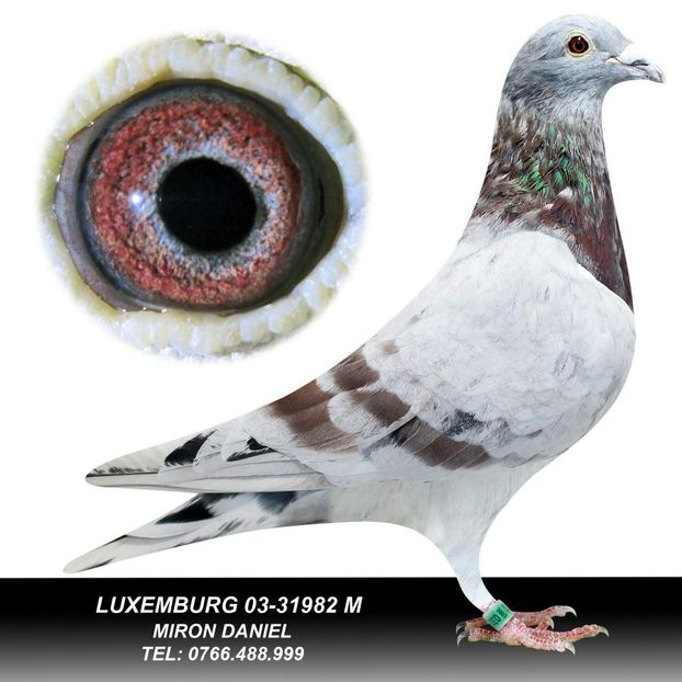 LUXEMBURGHEZUL-BUNICUL MASCULULUI - 060491-2014M - MIRON DANIEL - VANDUT