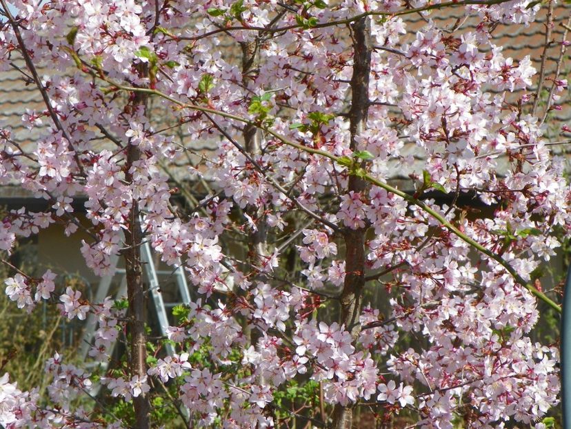 prunus kurilensis Ruby - Copacei si arbusti 2018