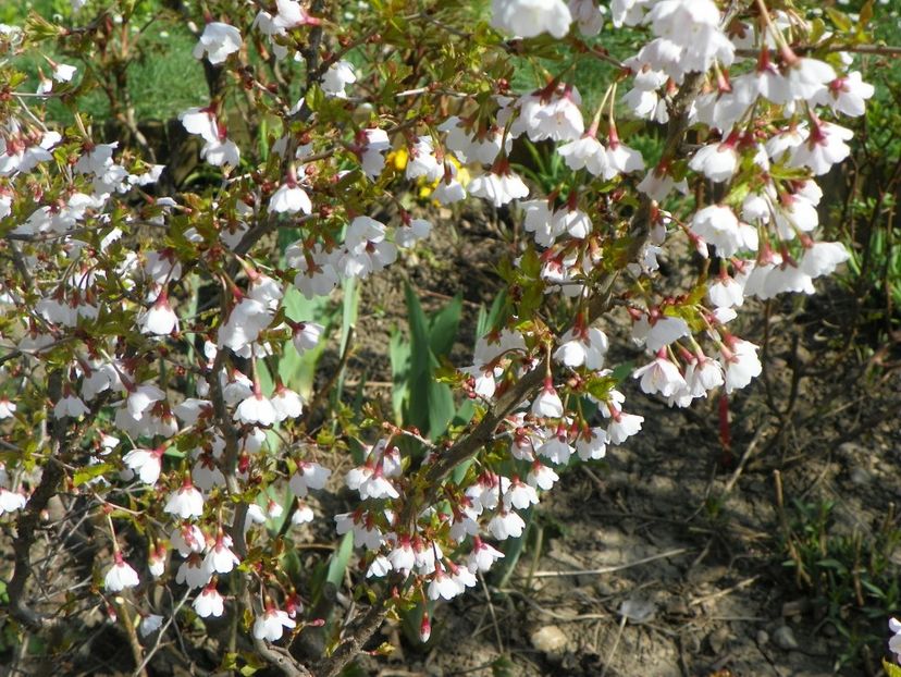 prunus Kojo-no-mai - Copacei si arbusti 2018