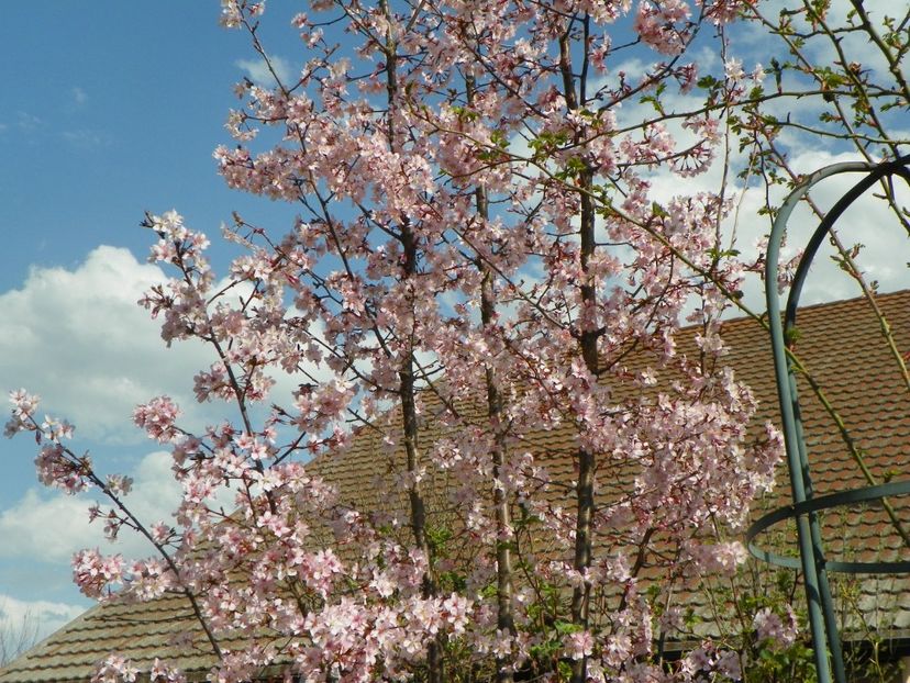 prunus kurilensis Ruby - Copacei si arbusti 2018