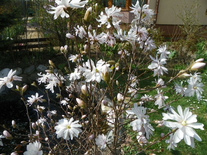 magnolia stellata - Copacei si arbusti 2018