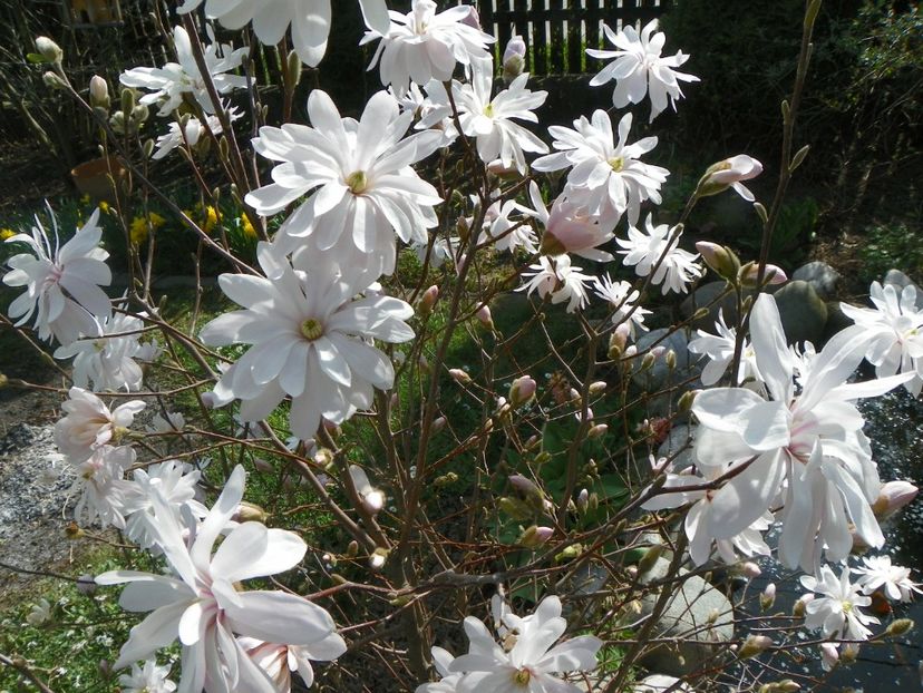 magnolia stellata - Copacei si arbusti 2018