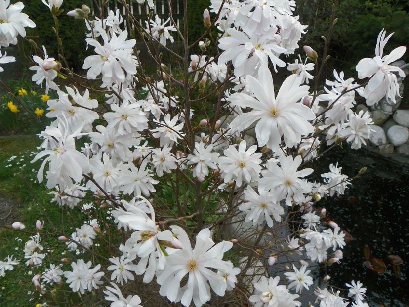 magnolia stellata - Copacei si arbusti 2018