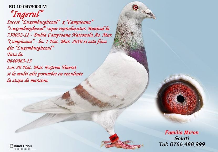 INGERUL - TATAL MASCULULUI - 060491-2014M - MIRON DANIEL - VANDUT