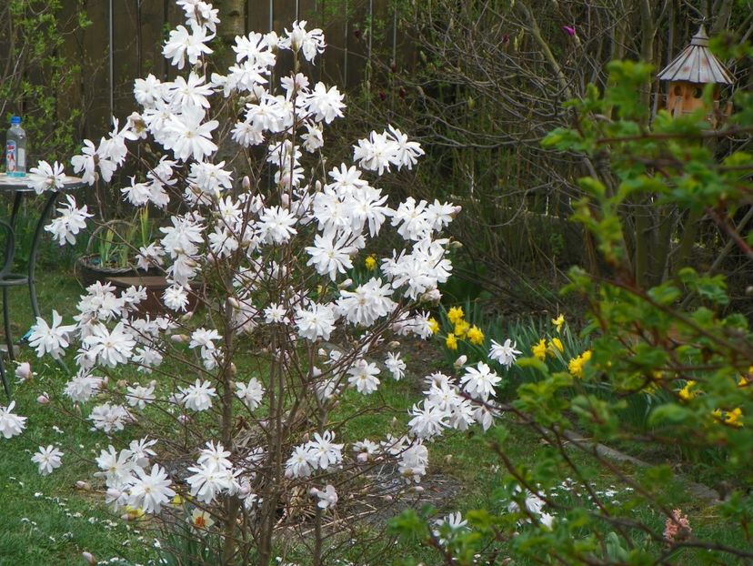 magnolia stellata - Copacei si arbusti 2018