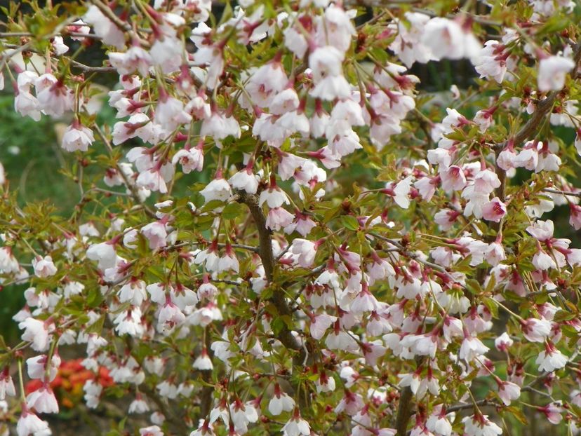 prunus Kojo-no-mai - Copacei si arbusti 2018