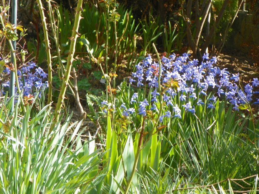 11 apr (8) - Primavara 2018