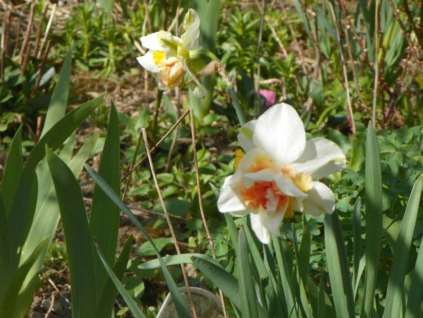 11 apr (30) - Primavara 2018