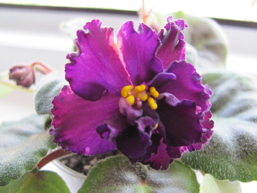  - ZZZ EK Wild Orchid EK Dikaia Orkhideia