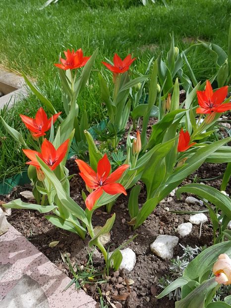 Ieri s-au deschis lalelele multiflora... - Aprilie 2018