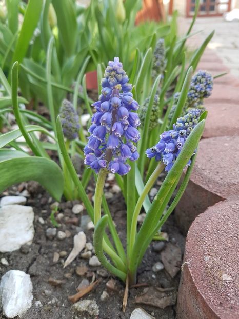 Muscari armeniacum - Aprilie 2018