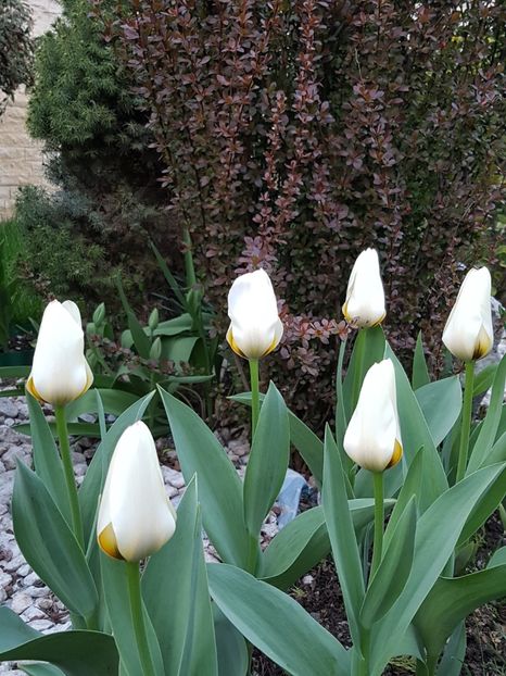 Lalelele Concerto inca rezista - Aprilie 2018