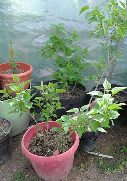 liliac alb batut lei nr 2 - w Produse livrate