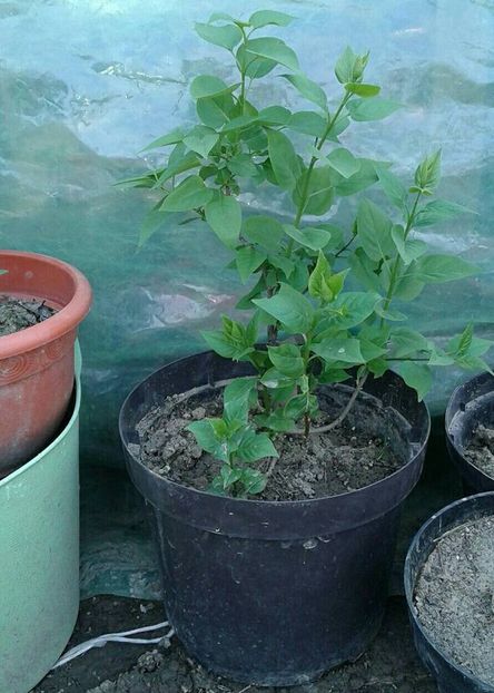 vandut liliac alb batut nr 1 - w Produse livrate