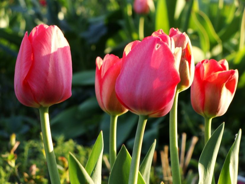 30594445_2045824059029346_8985277110302015488_o - Aprilie 2018