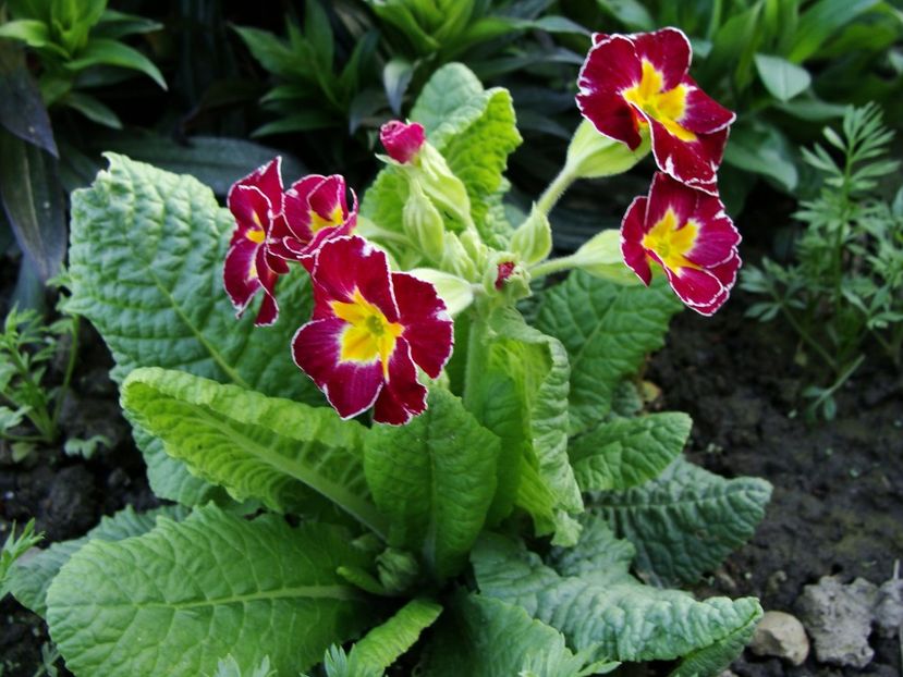 30594600_2045823065696112_2474927359032033280_o - Aprilie 2018