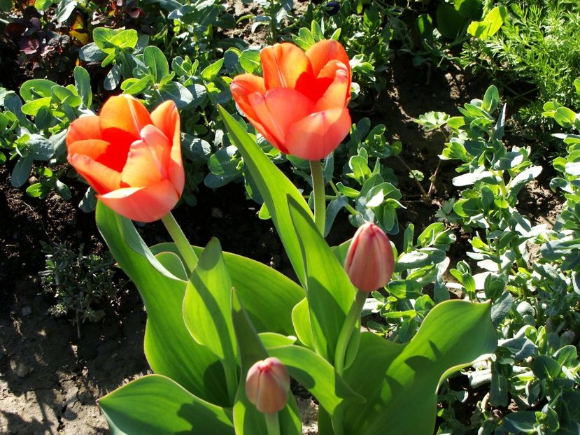 30594660_2045820649029687_2316448683626856448_o - Aprilie 2018