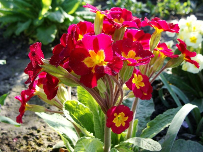 30595238_2045822542362831_1218492074530177024_o - Aprilie 2018