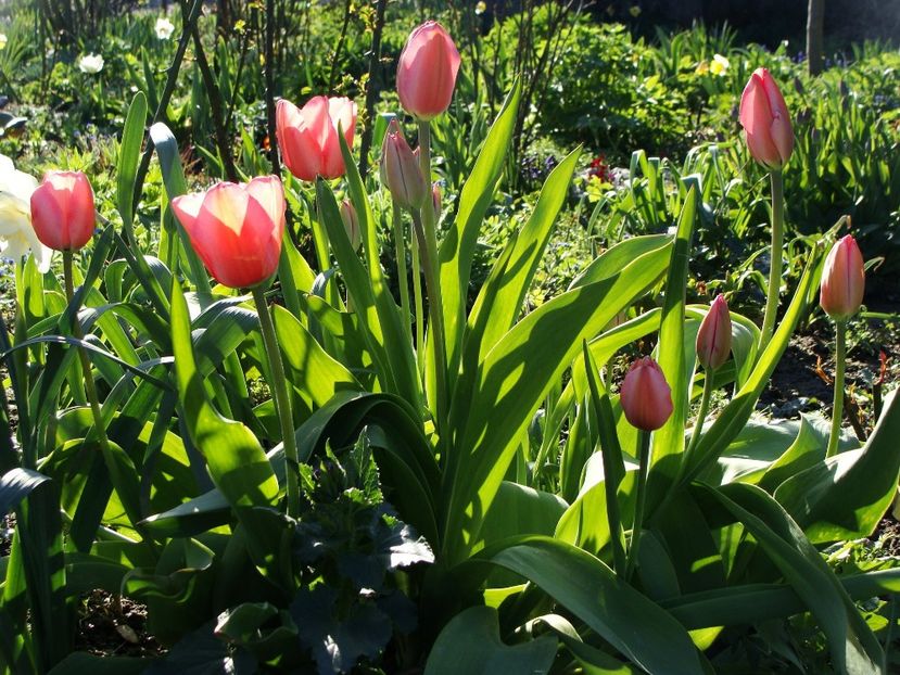 30623651_2045819559029796_3403041698316550144_o - Aprilie 2018