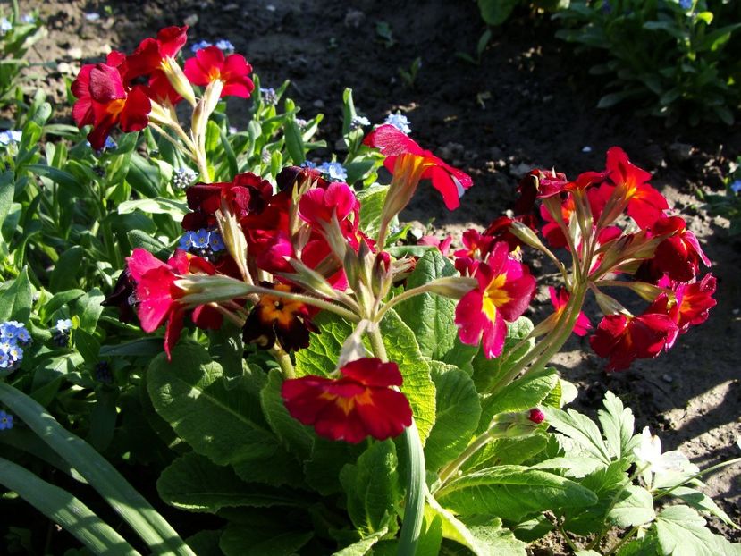 30629966_2045822255696193_1000792075060379648_o - Aprilie 2018