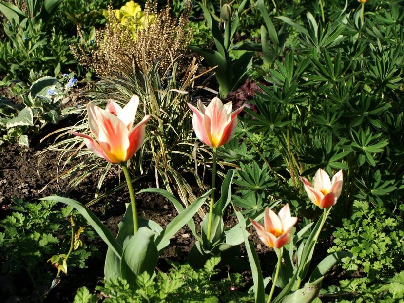 30653149_2045821242362961_2663922979666132992_o - Aprilie 2018