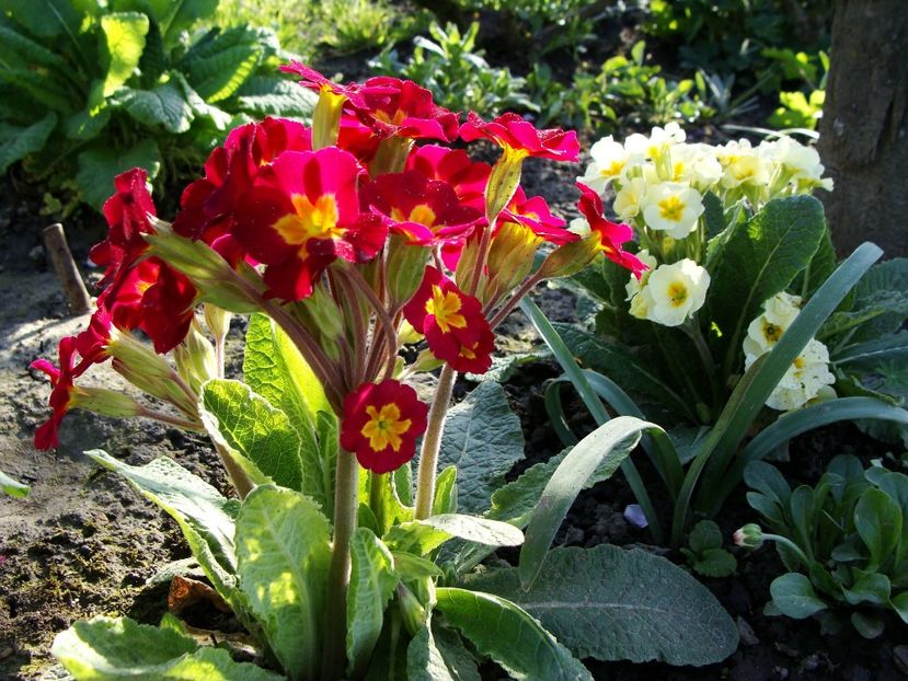 30653179_2045822345696184_3095901856765837312_o - Aprilie 2018