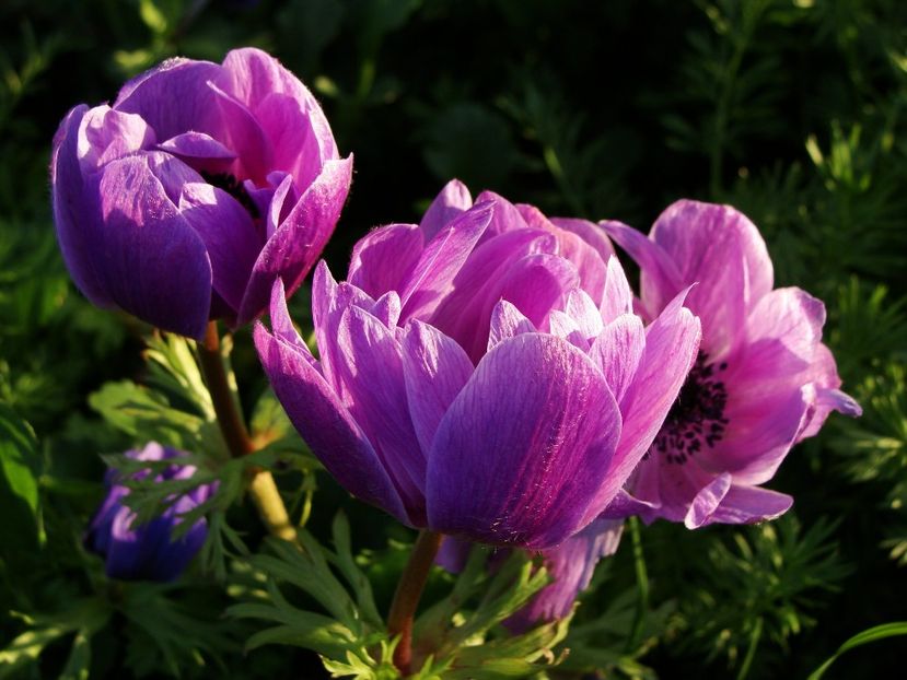 30656398_2045818945696524_6206418280354152448_o - Aprilie 2018