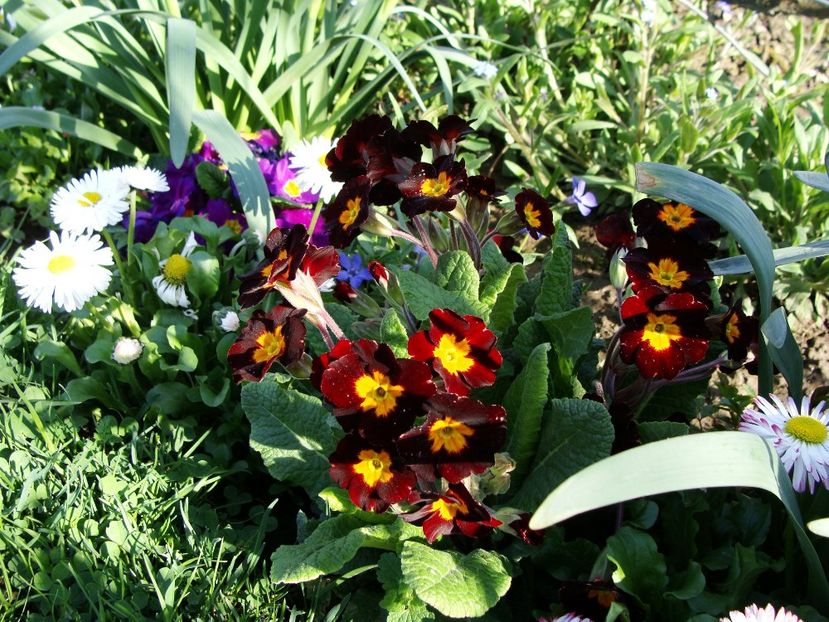 30656665_2045821445696274_5951207230521999360_o - Aprilie 2018