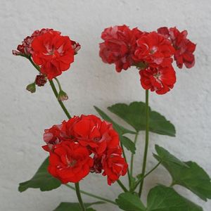 ORANGE BUD - provizoriu