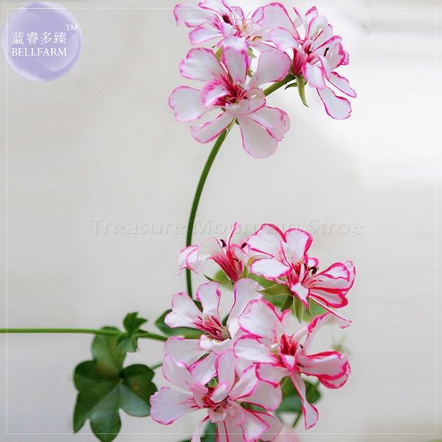 BELLPELARGONIUM  PREMIUM - provizoriu