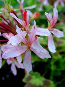 Pela_Golden_Stardust - provizoriu