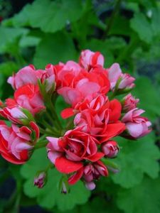 Pela_Red_Rambler - provizoriu