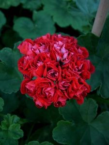 Pela_Scarlet_Rambler - provizoriu