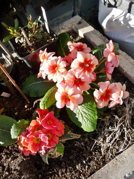  - 2018 - 01 - Primavara