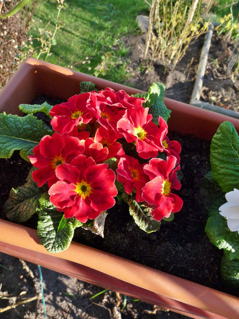  - 2018 - 01 - Primavara