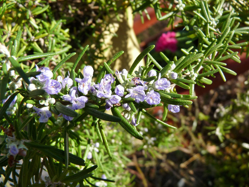  - 2018 - 01 - Primavara