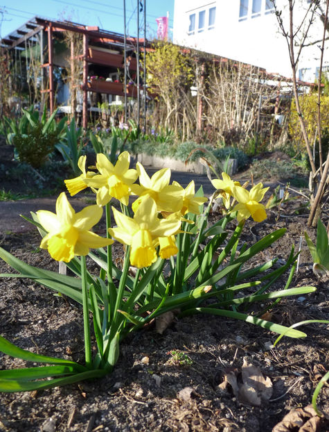  - 2018 - 01 - Primavara