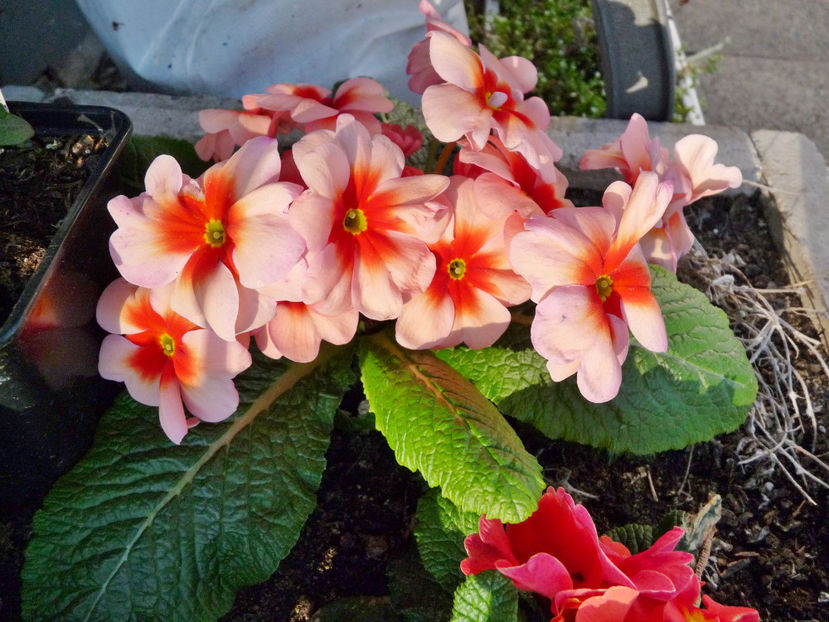  - 2018 - 01 - Primavara