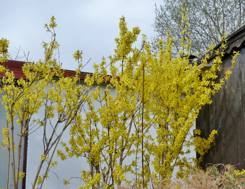  - 2018 - 01 - Primavara